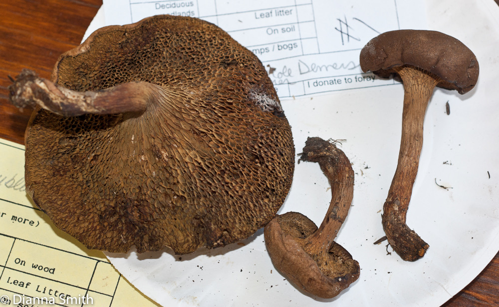 Bothia castanellus01284