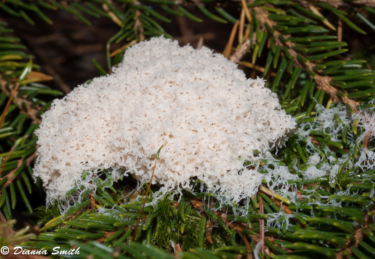 Brefeldia maxima03344