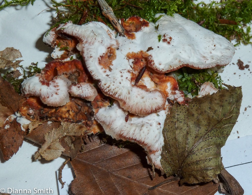 Bysomerulius incarnatus (Phlebia incarnata)1020825
