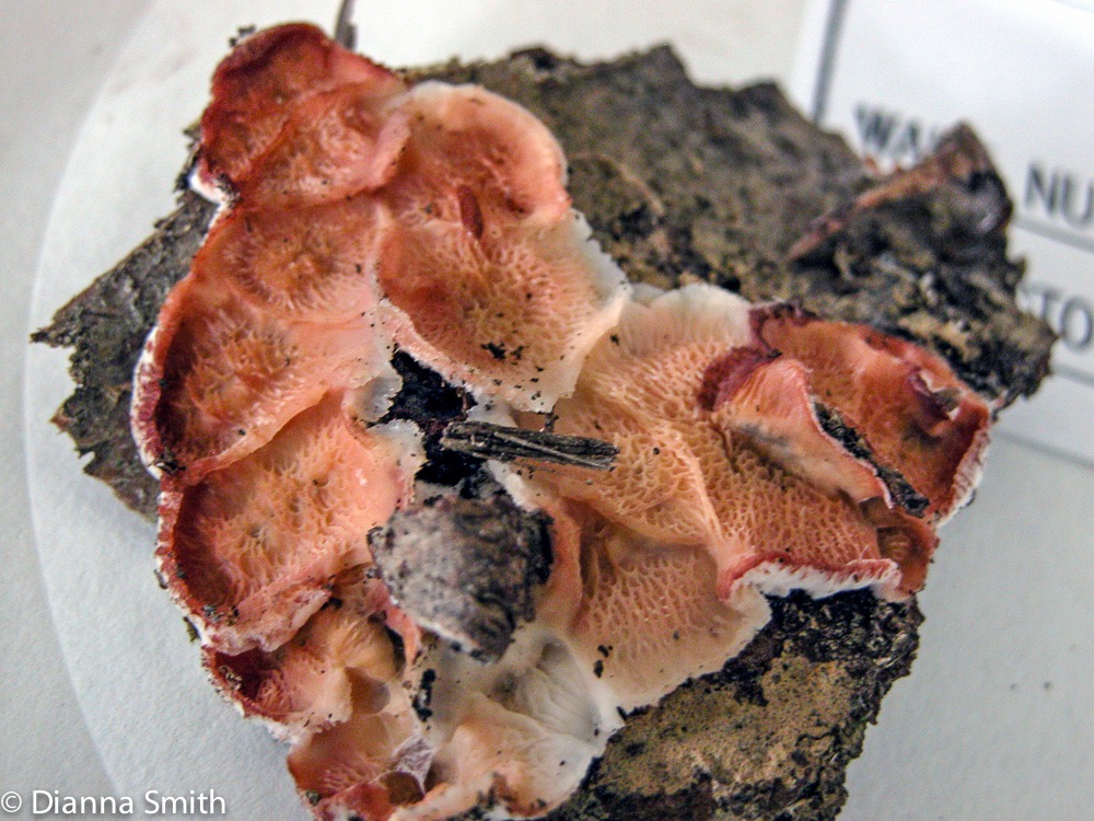 Bysomerulius incarnatus (Phlebia incarnata) mb7669_edited