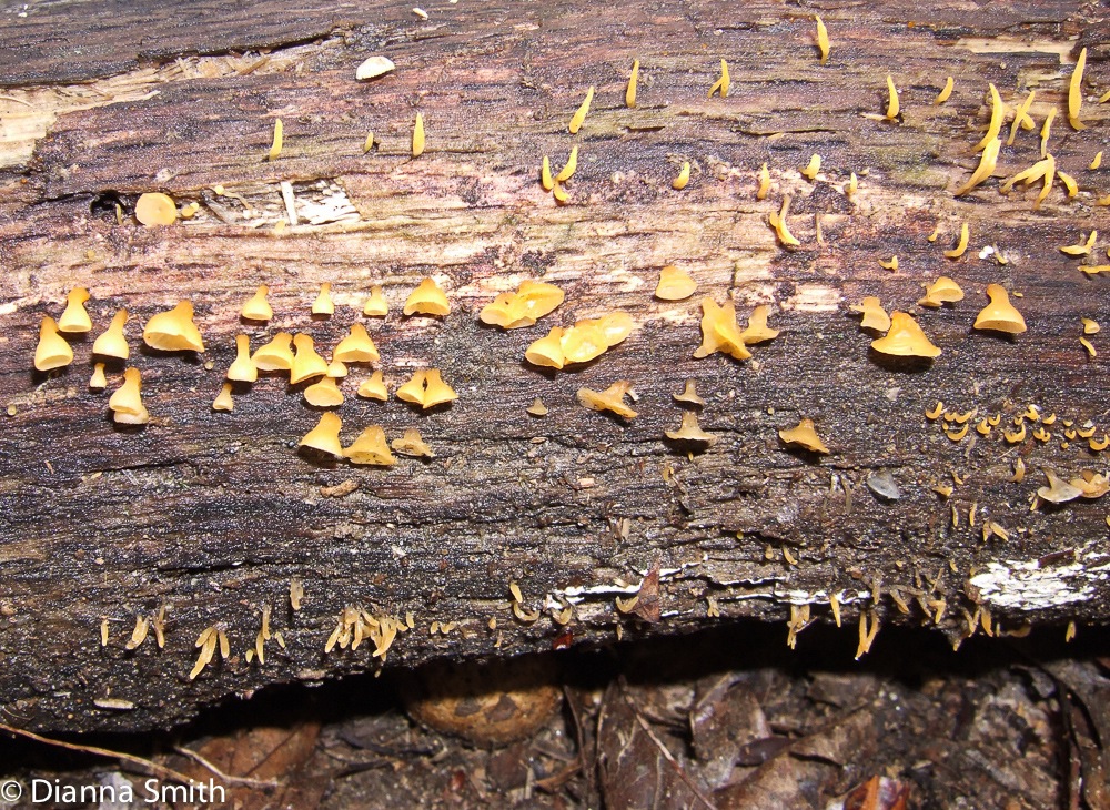 Calocera cornea and Guepiniopsis alpina30012