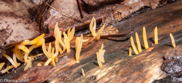 Calocera cornea3060