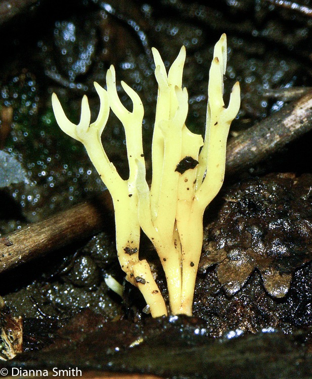 Calocera viscosa2107