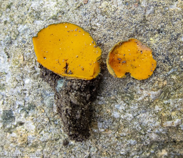 Caloscypha fulgens0140