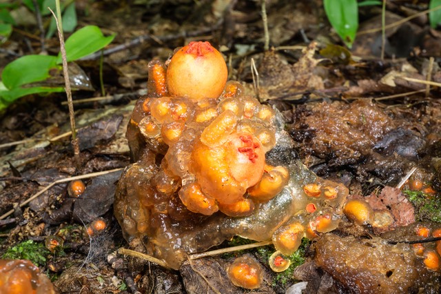 Calostoma cinnabarina 05542