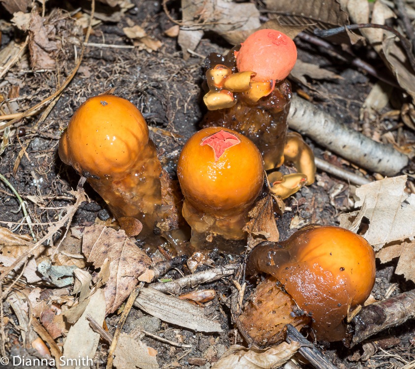 Calostoma cinnabarina02676