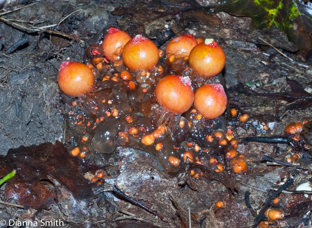 Calostoma cinnabarina03716