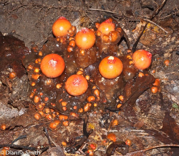 Calostoma cinnabarina03722