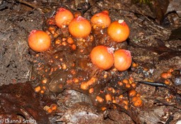 Calostoma cinnabarina03723
