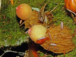Calostoma cinnabarina4586