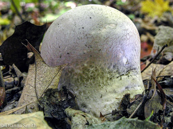 Calvatia bovista1880