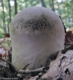 Calvatia bovista1881