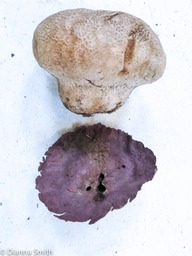 Calvatia craniformis with purple base_0162