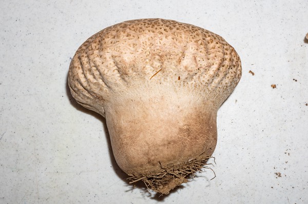 Calvatia cyathiformis02551