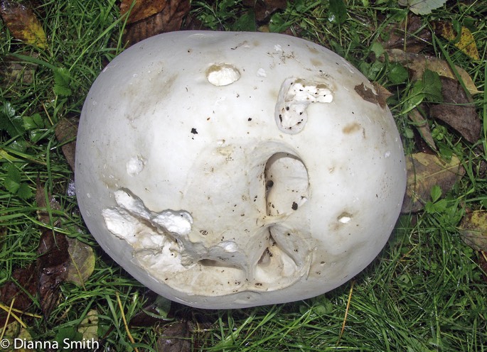 Calvatia gigantea3604
