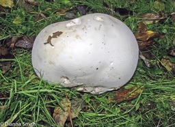 Calvatia gigantea3606