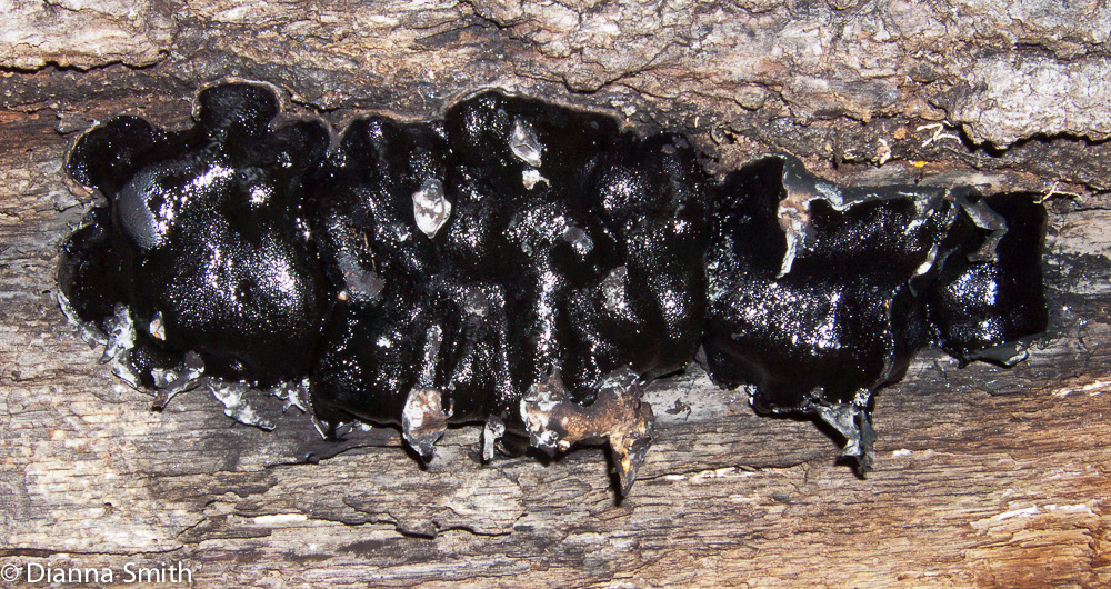 Camarops petersii 9592