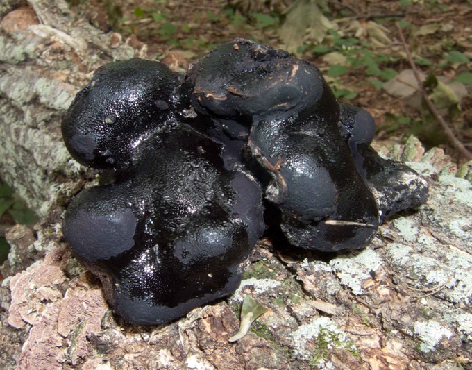 Camarops petersii5592