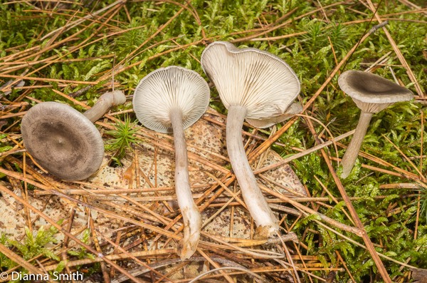 Cantharellula umbonata 00556