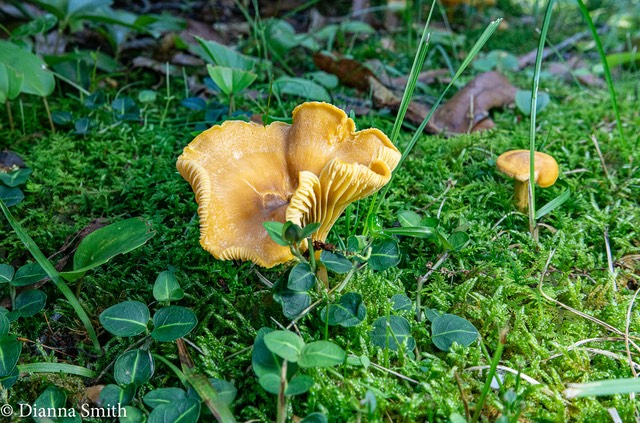 Cantharellus  appalachiensis 00657