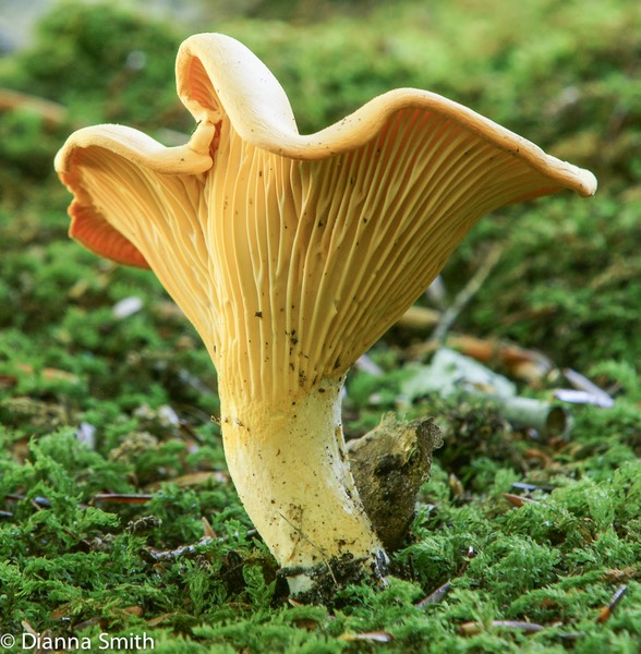 Cantharellus cibarius06356