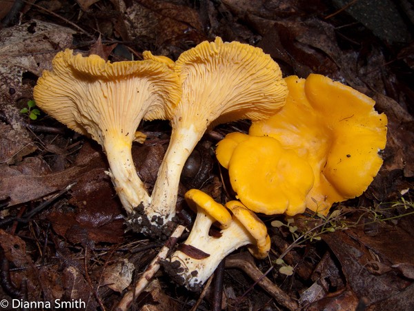 Cantharellus cibarius3102