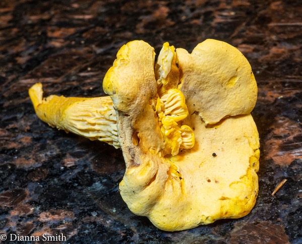 Cantharellus flavus rose comb 04809