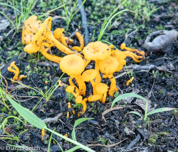 Cantharellus minor 01160