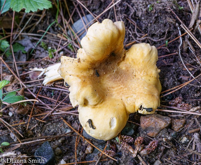 Canthrellus brownish disc, white gills, very decurren with ribbing down stem 01359