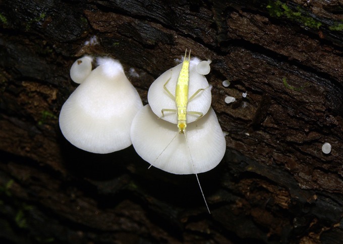 Ceimenophyllum candissimuss3107