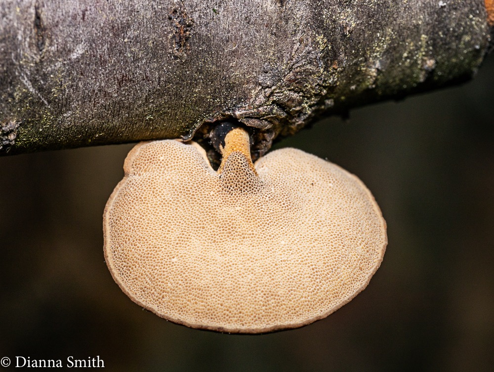Cerioporus leptocephalus (Polyporus varius) 1000263