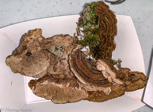 Cerioporus mollis (Datronia) mollis  2458