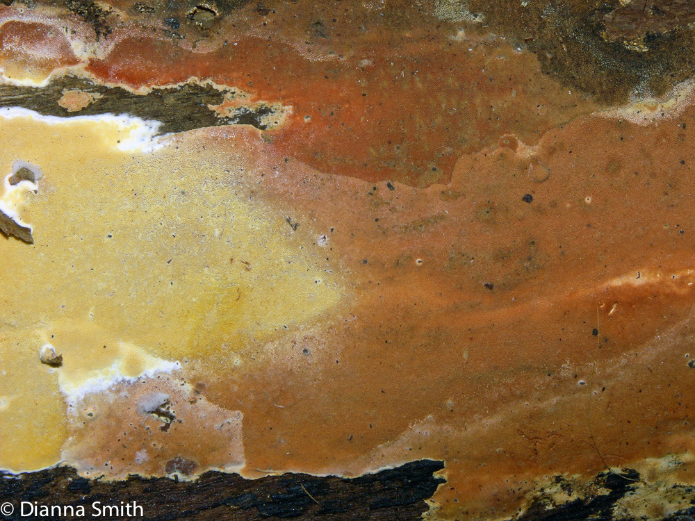 Ceriporia spissa 4296