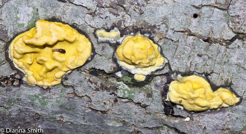 Ceriporia spissa1000116