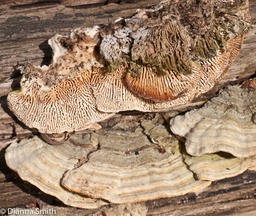Cerrena unicolor1020807