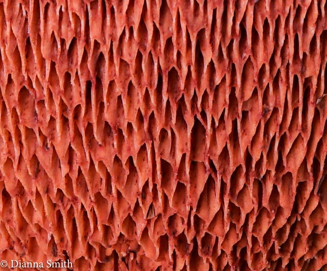 Chaciporus rubinellus pores 01645