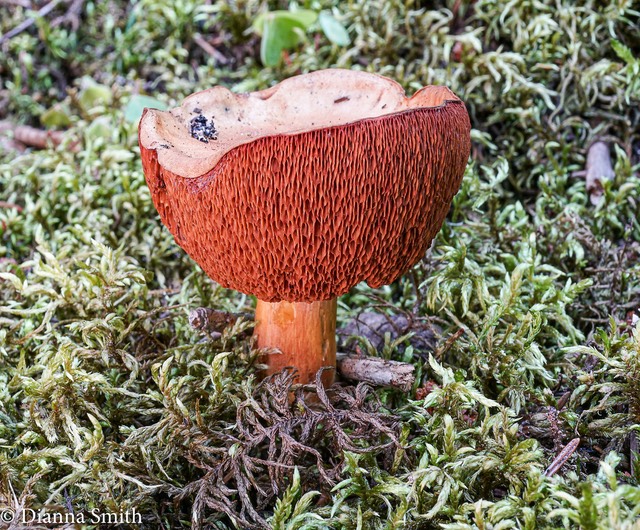 Chalcipoerus rubinellus 01646