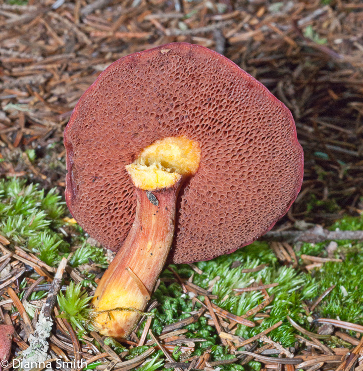 Chalciporus rubinellus01846