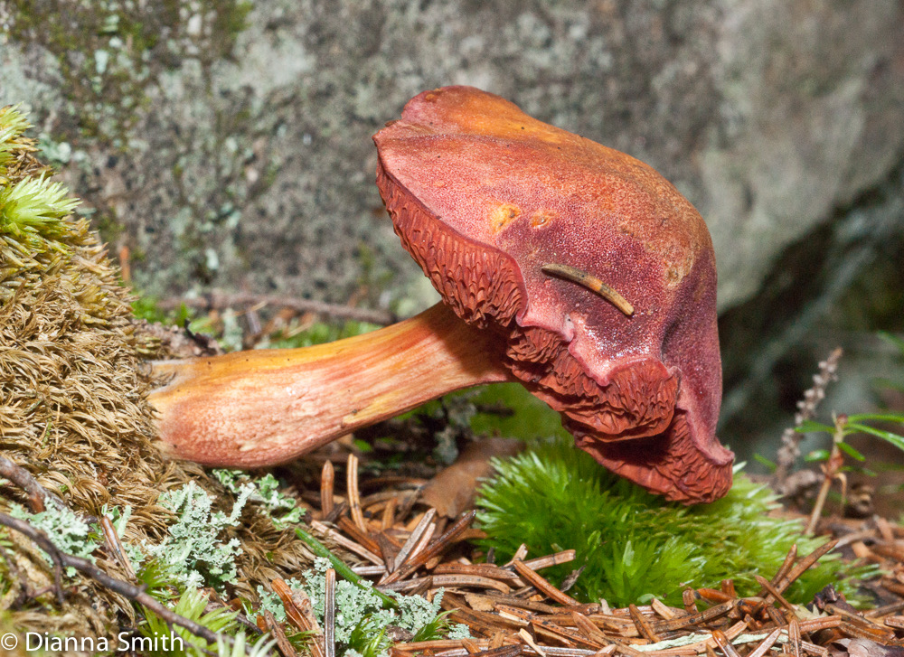 Chalciporus rubellus01853