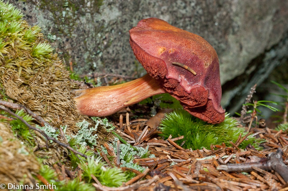 Chalciporus rubellus01854