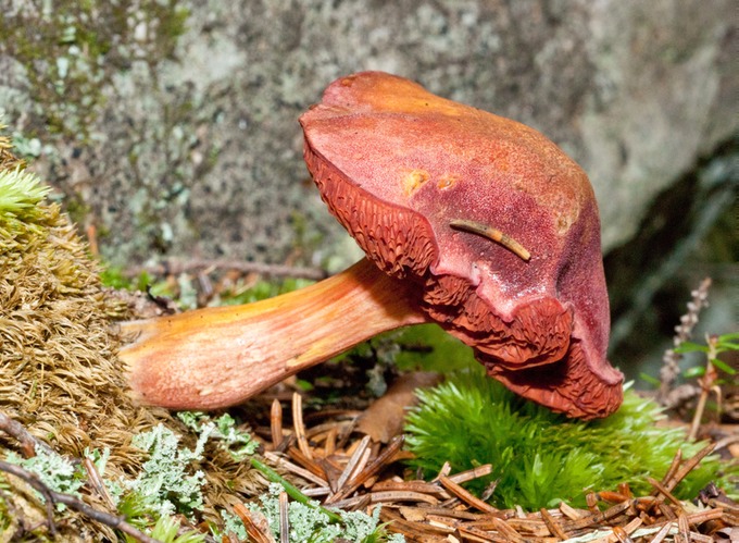Chalciporus rubellus01853