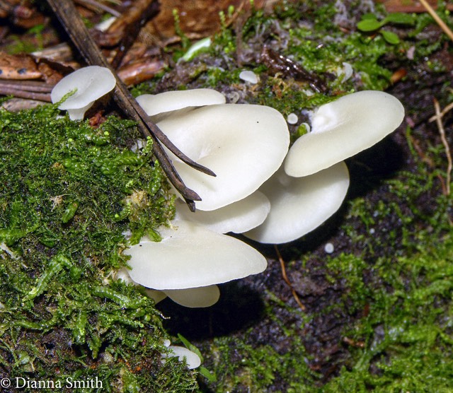 Cheimonophyllum candissimus530