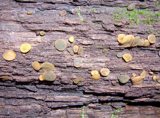 Chlorencoelia versiformis (syn. Chlorosplenium versiforme)9831