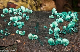 Chlorociboria aeruginascens03706
