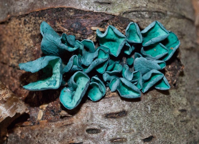 Chlorociboria aeruginascens04055
