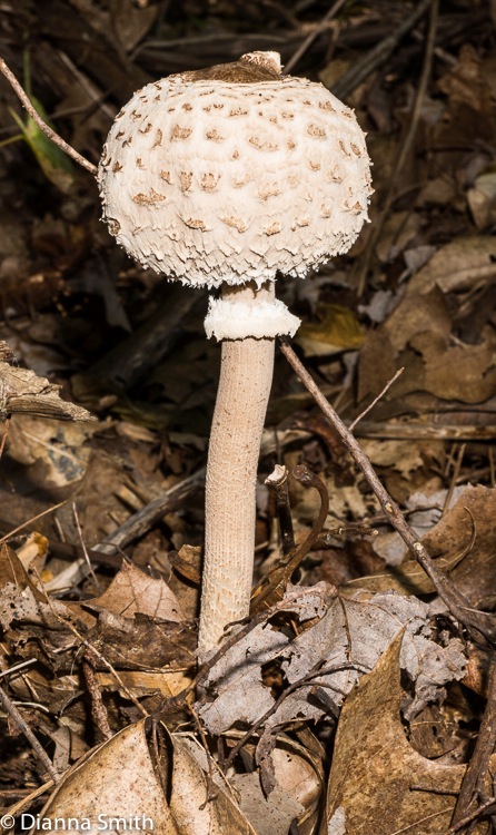 Macrolepiota procera)02561