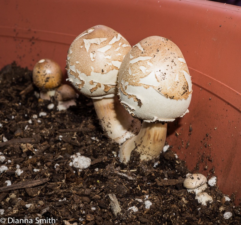 Chlorophyllum rachodes (Macrolepiota rachodes)02548