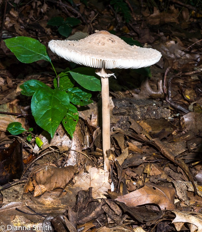 Chlorophyllum procera (Macrolepiota procera) 02613
