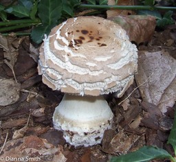Chlorophyllum rhacodes (Macrolepiota rachodes) 10130005