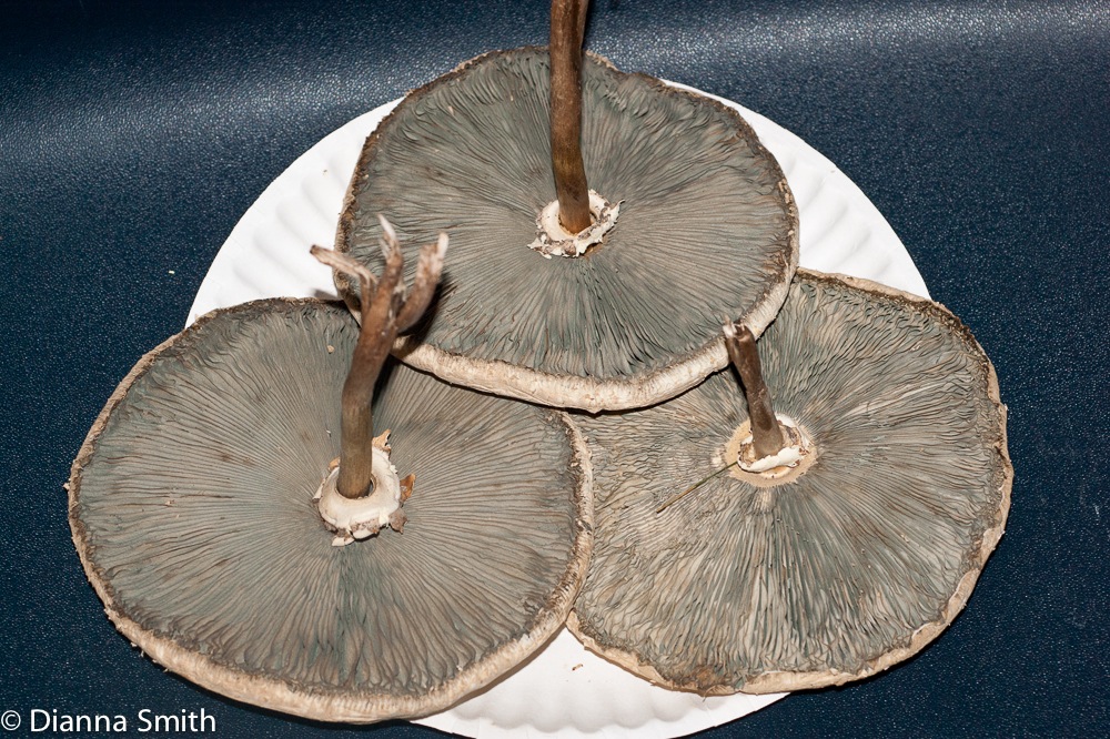 Chlorophyllum molybdites01444